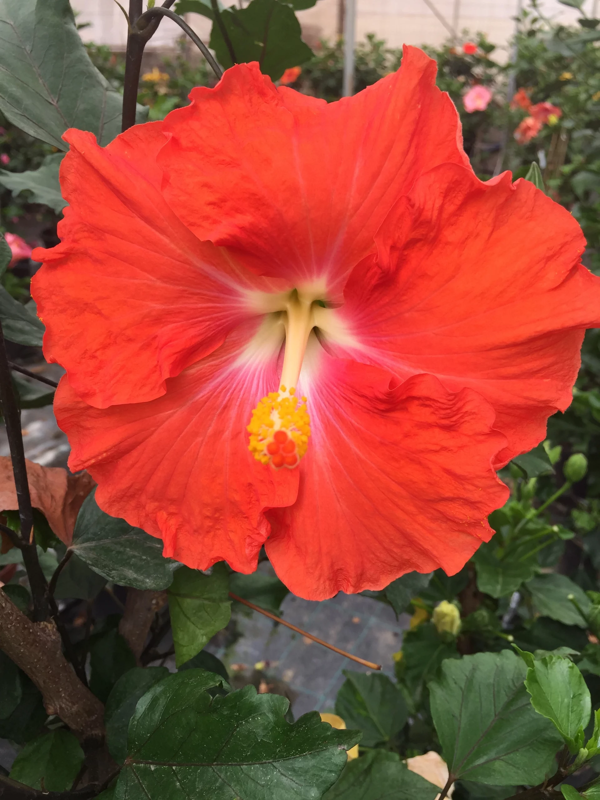 Hibiscus Aroha