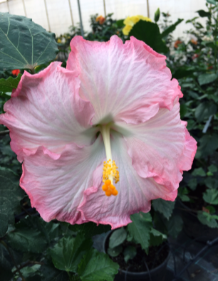 hibiscus-daida-catalogo