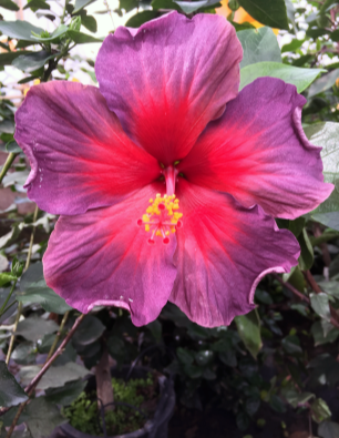 hibiscus-delioma-catalogo