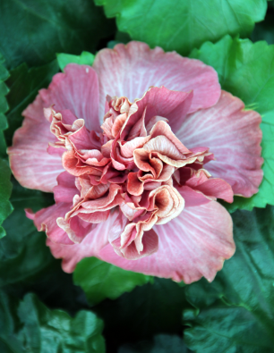 hibiscus-achaman-catalogo