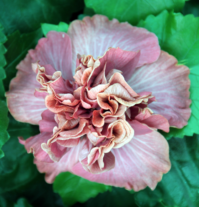 hibiscus-achaman-flor