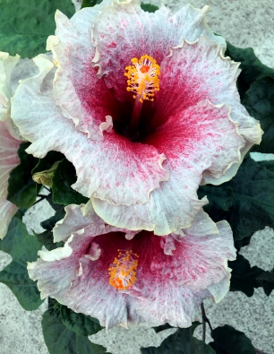 Hibiscus-Agoney-catalogo