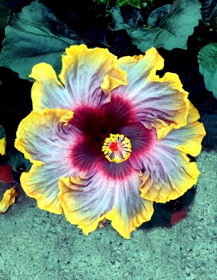 hibiscus Ancor catalogo