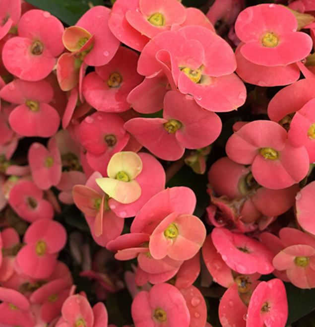 Euphorbia-acerina-flor