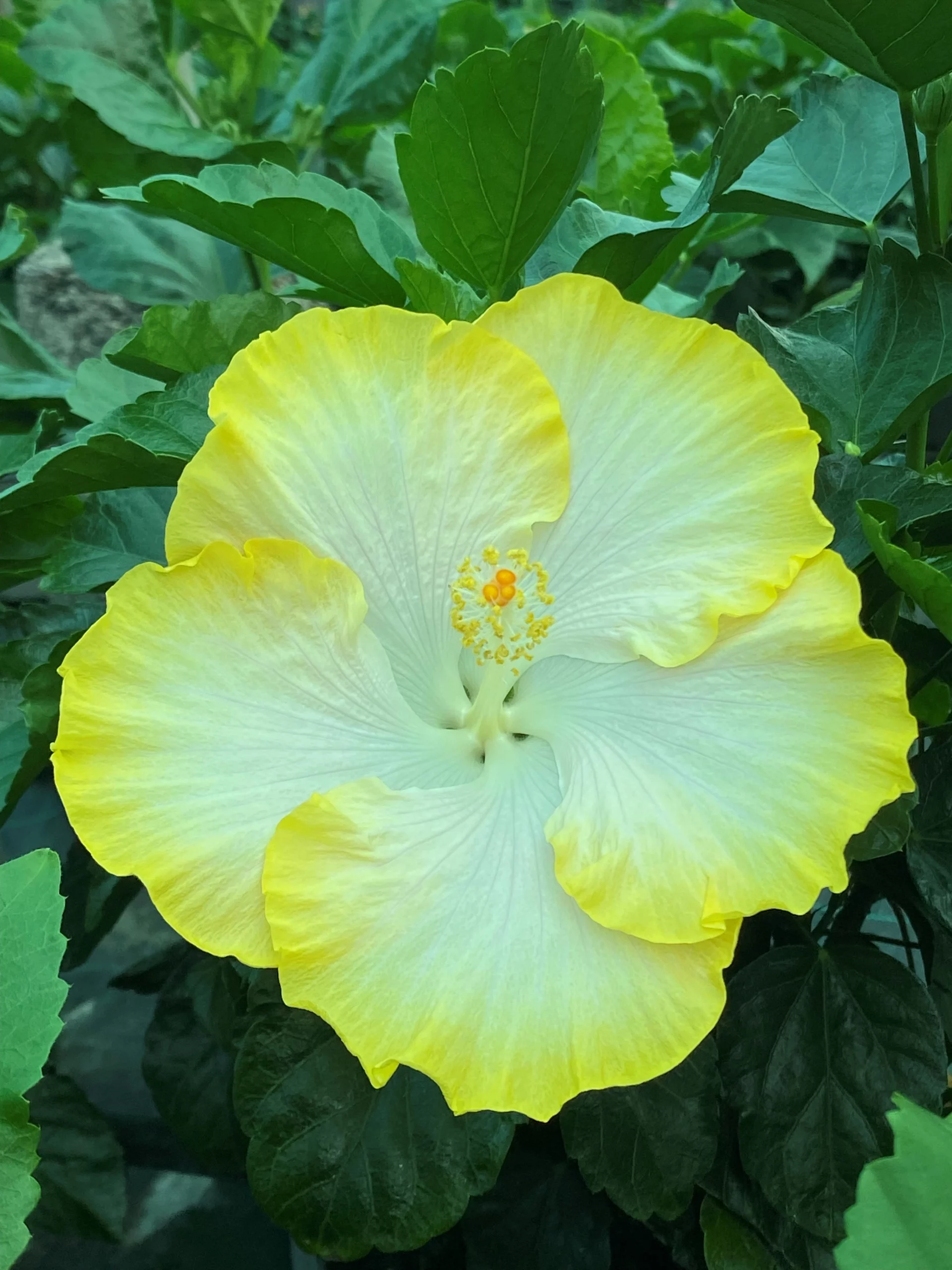 Hibiscus Fayna