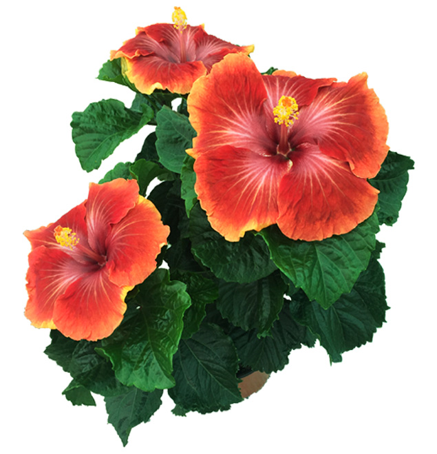 Hibiscus delValle Hybrid® - Afur
