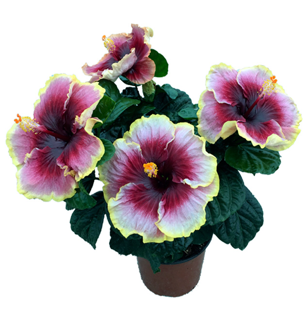 Hibiscus delValle Hybrid® - Tegueste