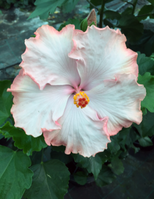 hibiscus-maday-catalogo
