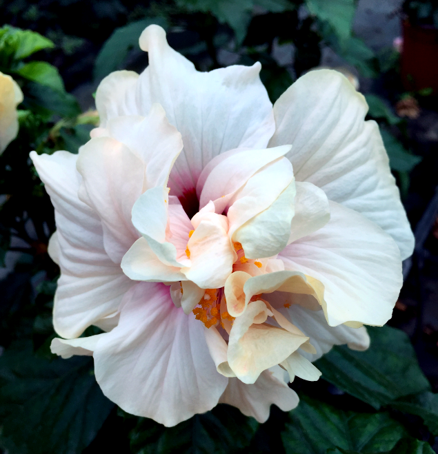 hibiscus-yaiza-flor