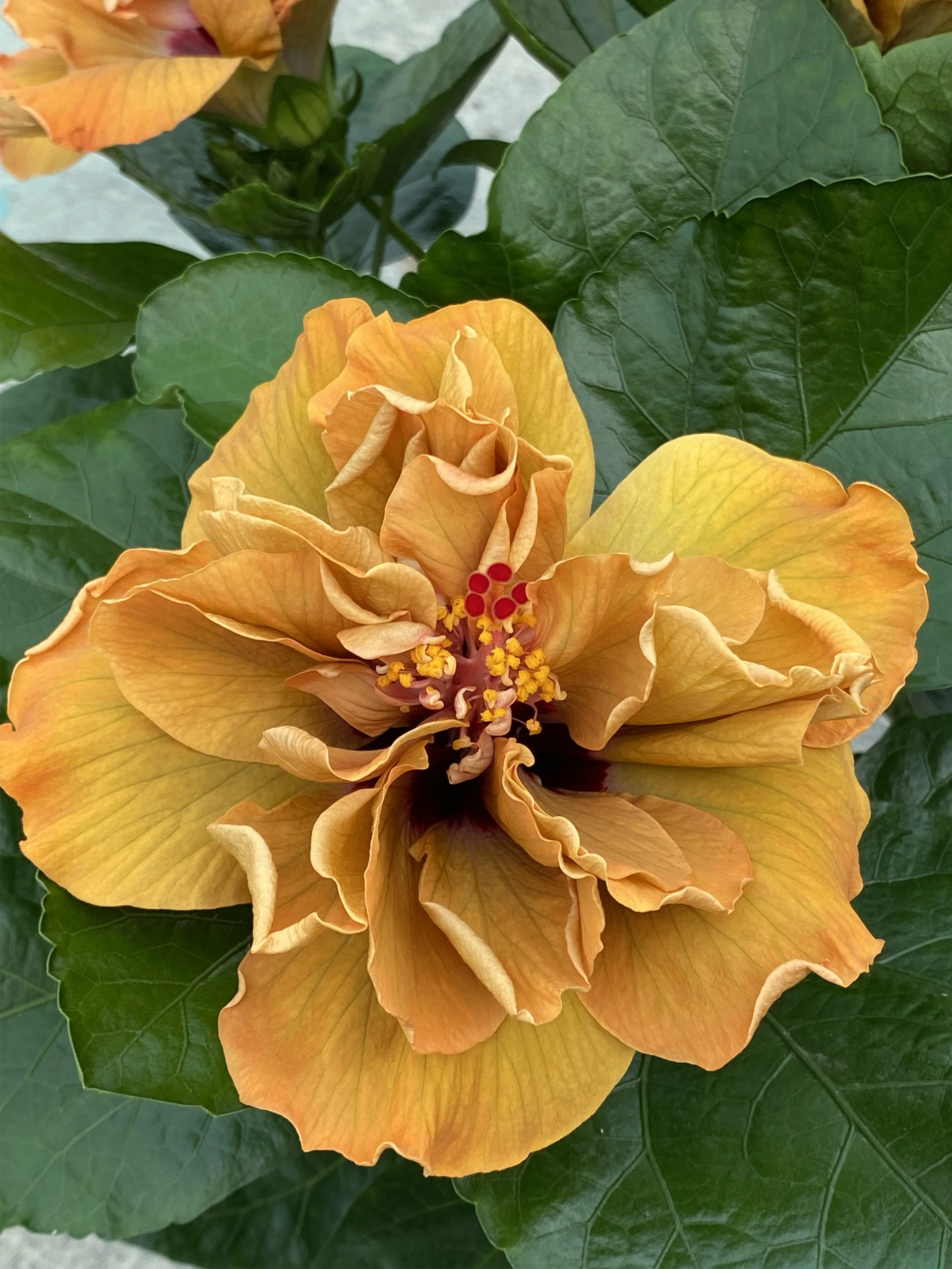 Hibiscus canarias Aday